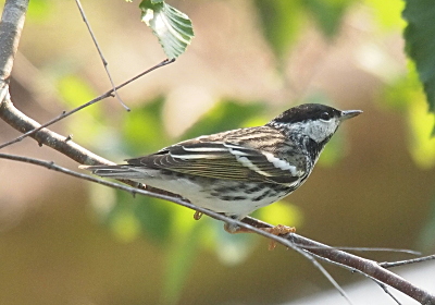 [This bird's orange legs and feet are perched on a branch. The top half of its head running down even with the midpoint of its eyes is black. The rest is white. Its back feathers are olive-brown with white stripes on the wings. Its underbelly is white with some dark patched at the edges near the wings.]